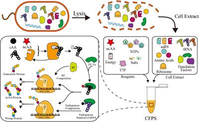 Emerging Methods for Efficient and Extensive Incorporation of Non-canonical Amino Acids Using Cell-Free Systems